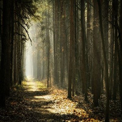 10x8FT Mysterious Forest Scenic Photo Backdrop Enchanted Forest Jungle Woodland Sunlight Sunrise Nature Landscape Background Woods Pathway Rainforest Wonderland Trees Adventure Photo Studio Props