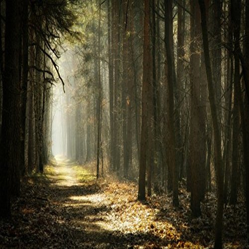 10x8FT Mysterious Forest Scenic Photo Backdrop Enchanted Forest Jungle Woodland Sunlight Sunrise Nature Landscape Background Woods Pathway Rainforest Wonderland Trees Adventure Photo Studio Props