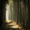 10x8FT Mysterious Forest Scenic Photo Backdrop Enchanted Forest Jungle Woodland Sunlight Sunrise Nature Landscape Background Woods Pathway Rainforest Wonderland Trees Adventure Photo Studio Props view 1