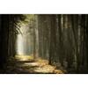 10x8FT Mysterious Forest Scenic Photo Backdrop Enchanted Forest Jungle Woodland Sunlight Sunrise Nature Landscape Background Woods Pathway Rainforest Wonderland Trees Adventure Photo Studio Props view 4