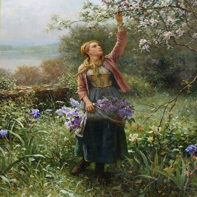 Daniel Ridgway Knight : Picking Blossoms : Archival Quality Art Print