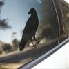 Darknalia | Crow Decal/Crow Sticker/Raven Decal/Raven Sticker/Car Decal/Laptop Decal/Laptop Sticker/Car Sticker/Emo Decal/Goth Decal | V1 (6 inch) view 1