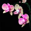 LED Light Kit for Lego Orchid 10311 Plant Decor Building Set; Decoration Lights Build a Succulents Display Piece for The Home or Office (Lights Only, No Lego Models) view 4
