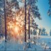 12x10ft Winter Wonderland Backdrop Snow Scene Backdrop Winter Snowy Forest Landscape Pine Tree Sunrise Background for Pictures Winter Backdrop for Photography Winter Christmas Party Decoration view 4