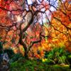 10x6.5ft Autumn Forest Photography Background Romantic Maple Leaf Old Trees Natural Scenery Decor Banner Portrait Photo Shoot Props view 2