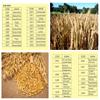 Grain Moisture Meter MS-G for Barley Corn Hay Oats Rapeseed Rough Rice Sorghum Soybeans and Wheat Flour etc. Measuring Range 3-80% General 5-30% Special view 4
