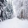 10x6.5ft Winter Forest Trail Background Heavy Snow Pressure Branches Snow Covered Banner Photo Background view 2