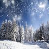 10x6.5ft Winter Forest Backdrop Christmas Wonderland Christmas Photography Portrait Photo Studio Background for Newborn Baby Photography Backdrops view 2