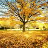 10X20ft Autumn Outdoor Forest Photography Background Yellow Leaves Romantic Atmosphere Banner Decoration Background view 2
