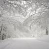 10x10ft Winter Outdoor Snow Scene Photography Background Pine Branches Christmas Wonderland Photo Background Portrait Photography Props Backdrops view 2