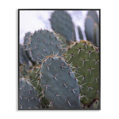 Prickly Cactus Thorns Desert, 11 x 14 Inch Framed Gicle Print