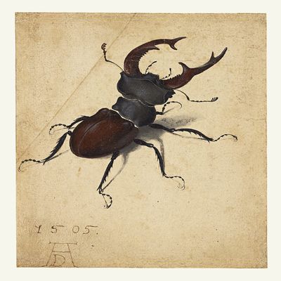 Stag Beetle : Albrecht Drer : 1505 : Archival Quality Art Print