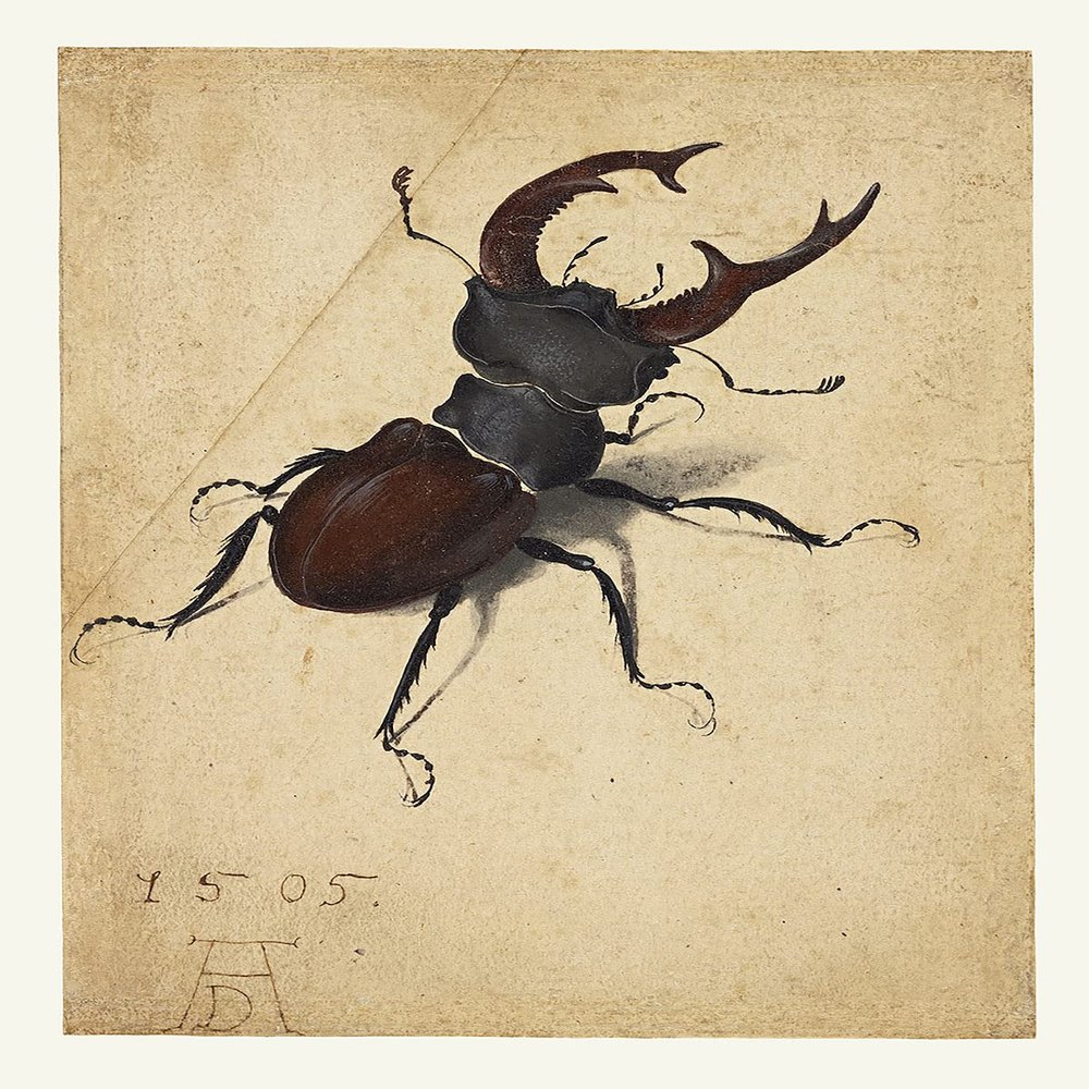 Stag Beetle : Albrecht Drer : 1505 : Archival Quality Art Print