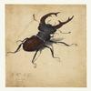 Stag Beetle : Albrecht Drer : 1505 : Archival Quality Art Print view 1