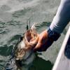 Berkley Power Blade Compact Fishing Spinnerbait view 4