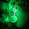 WONDSUNSON 2 x Green Light Pen Type Penlight Flashlight One Mode Green Light LED Torch for Camping Hiking Fishing Hunting Animal Protecting Night Vision view 3