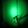 WONDSUNSON 2 x Green Light Pen Type Penlight Flashlight One Mode Green Light LED Torch for Camping Hiking Fishing Hunting Animal Protecting Night Vision view 4