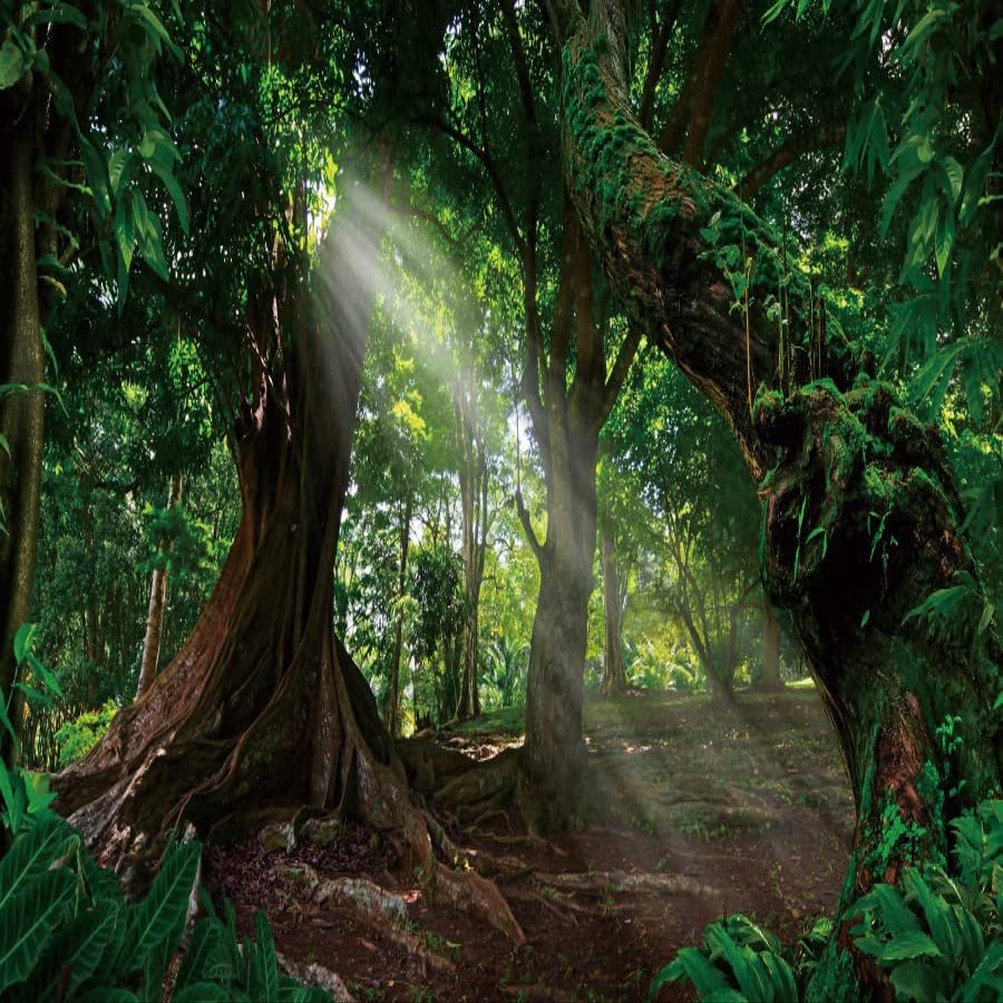 Fairytale Jungle Backdrop Yeele 10x6.5ft Spring Nature Landscape Background for Photography Rainforest Dreamland Dirt Road Green Photography Background Birthday Party Decor Portrait Photo Booth Prop