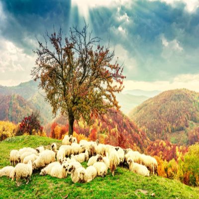 BELECO 10x8ft Fabric Bible Scene Sheep Backdrop Romanian Carpathians Mountain Autumn Landscape Sheeps Under The Tree Holy Light Christian Photography Background Church Event Decor Photo Studio Props