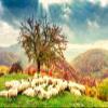 BELECO 10x8ft Fabric Bible Scene Sheep Backdrop Romanian Carpathians Mountain Autumn Landscape Sheeps Under The Tree Holy Light Christian Photography Background Church Event Decor Photo Studio Props view 1