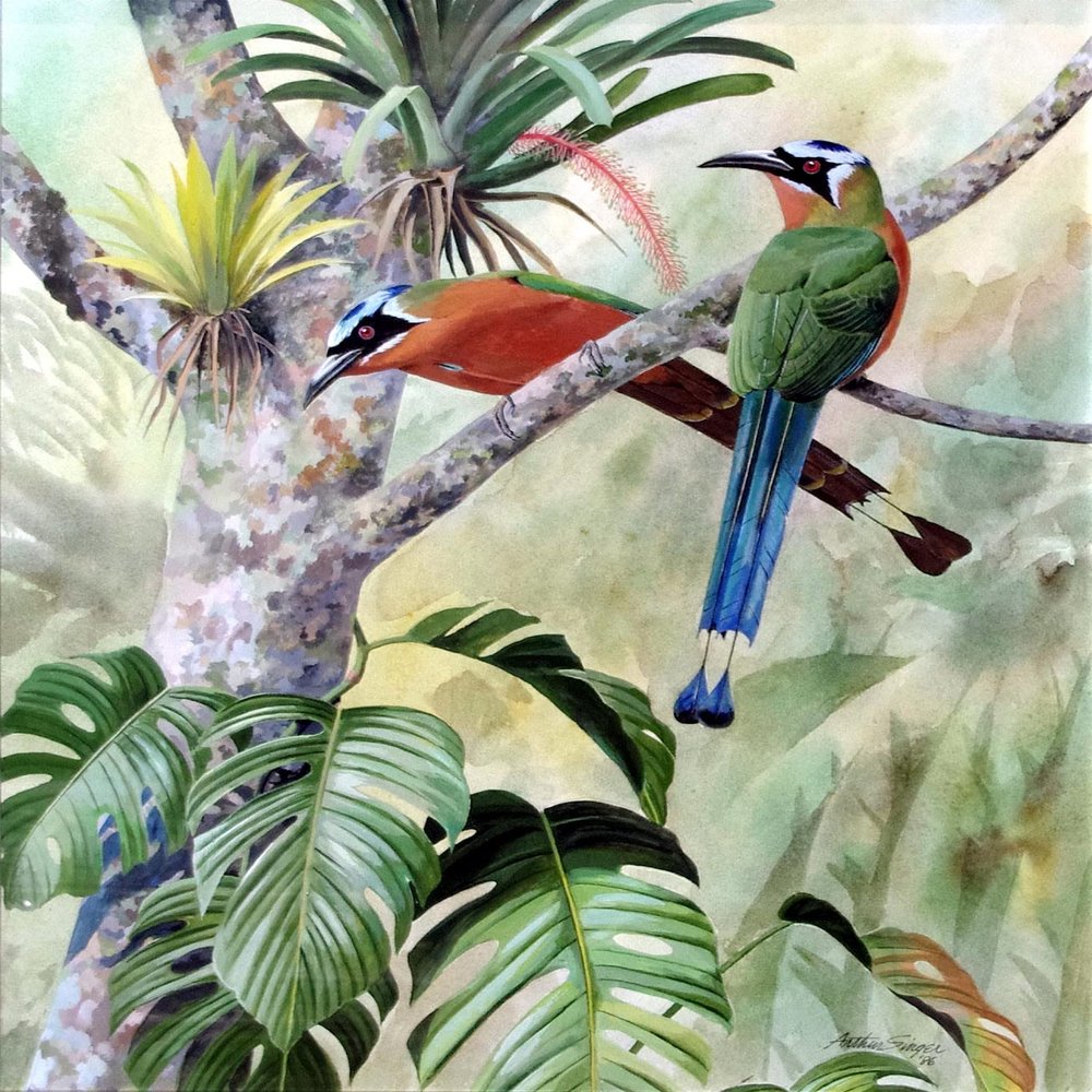 Arthur Singer : Tropical Birds Set in a Lush Landscape : Archival Art Print