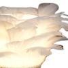 AAGAZA 2Pcs Nordic Feather LED Desk Light USB Nightlight Bedroom Dorm Decoration/1854 view 3