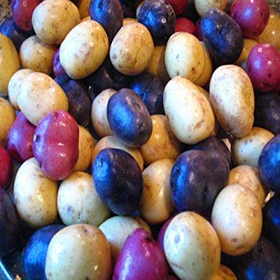 SEMI DI GERMINAZIONE: Pommes de Terre semences - 3 preferiti - # 1 au Choix Canada fr Kartoffeln! - 6 Tubercules