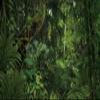 YongFoto 12x6ft Forest Backdrop Tropical Jungle Rainforest Fairytale Deep Green Trees Enchanted Nature Photography Background Picnic Camping Party Adult Kids Boy Holiday Adventure Photo Studio Props view 4