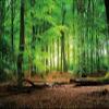 YongFoto 15x8ft Spring Forest Backdrop Green Tree Jungle Sunlight Sunrise Nature Landscape Photography Background Children Family Camping Theme Birthday Party Baby Shower Portrait Photo Studio Props view 4