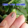 20pcs 1v-3vdc 0.05w 2 Phase 4 Wires Micro Stepper Motor For Camera Safety Monitor Etc - Stepper Motor - view 3