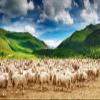BELECO 10x6.5ft Fabric Rural Pasture Herd of Sheep Backdrop for Photography Green Mountains Alps Highland Sheep Lamb Spring Summer Grazing Background Shepherds Photoshoot Studio Booth Props Wallpaper view 2