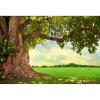 15x10ft Spring Huge Tree Backdrop Spring Nature Scenery Photography Background Rural Aged Tree Sunshine Sky Cloud Grass Field Outdoor Kids Wedding Birthday Party Outdoor Picnic Decoration Banner view 3
