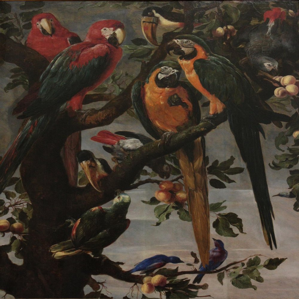 Frans Snyders : Perroquets : Archival Quality Art Print