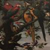 Frans Snyders : Perroquets : Archival Quality Art Print view 1