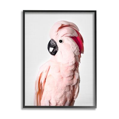 Stupell Industries Pink Cockatoo Photography Black Framed Giclee Art Design by Sisi and Seb