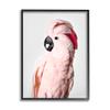 Stupell Industries Pink Cockatoo Photography Black Framed Giclee Art Design by Sisi and Seb view 1