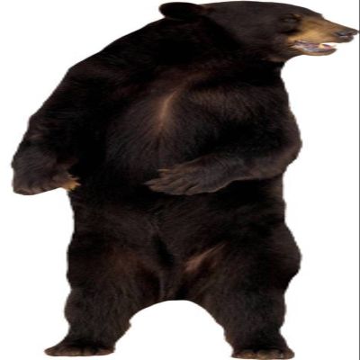 3D Wall Decal Bear Decal Removable Wall Sticker Home Decor Art Mural Grizzly Wild Animals 43" x 28"