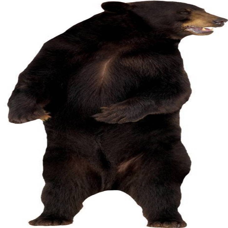 3D Wall Decal Bear Decal Removable Wall Sticker Home Decor Art Mural Grizzly Wild Animals 43" x 28"