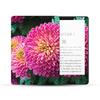 MightySkins Carbon Fiber Skin Compatible with Amazon Kindle Paperwhite 5 6.8-inch 11th Gen (2021) Full Wrap - Chrysanthemum | Protective Textured Carbon Fiber Finish | Easy to Apply | Made in The USA view 1