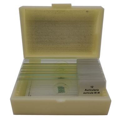 Lab Microscope Slides 12Pcs Prepared Microscope Slides Microscope Parts