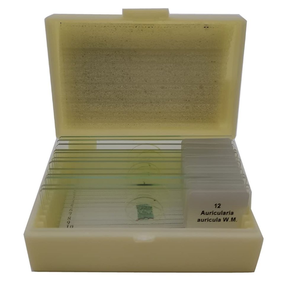 Lab Microscope Slides 12Pcs Prepared Microscope Slides Microscope Parts