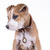 Keychain Compatible with Apple Airtag, Genuine Leather Keychain, Keyring for Air Tag, GPS Holder, Waterproof for Pets, Animals, Kids, Men and Women (TN3) view 4