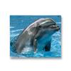 MightySkins Skin Compatible with Alienware X14 R2 (2023) Full Wrap Kit - Dolphin Greeting | Protective, Durable, and Unique Vinyl Decal wrap Cover | Easy to Apply & Change Styles | Made in The USA view 1