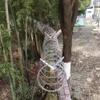 GZHERVICES 1 Pair Razor Wire Bracket, Hot-dip Galvanised V-Bracket, Roll Concertina Garden Fence Wire Bracket, Barb Wire V Extension Bracket/Arm view 4