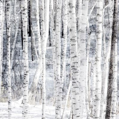 Aspen Snow 2 Poster Print - Kimberly Allen (24 x 24)