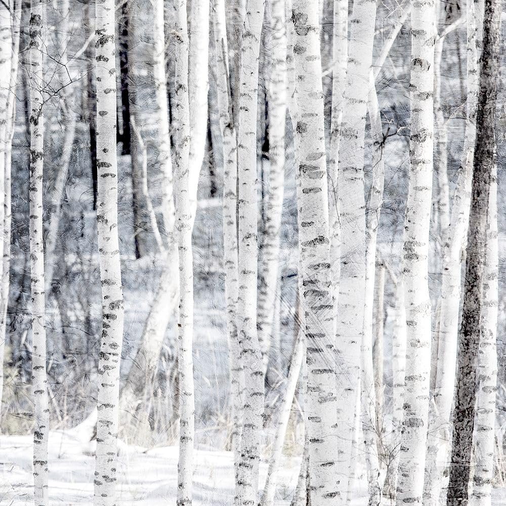 Aspen Snow 2 Poster Print - Kimberly Allen (24 x 24)