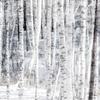 Aspen Snow 2 Poster Print - Kimberly Allen (24 x 24) view 1