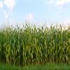 BELECO 15x8ft Fabric Cornfield Maze Backdrop Green Corn Stalks Corn Field Countryside Farm Harvest Background Corn Field Themed Party Decorations Adults Kids Portrait Photoshoot Studio Props view 2