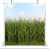 BELECO 15x8ft Fabric Cornfield Maze Backdrop Green Corn Stalks Corn Field Countryside Farm Harvest Background Corn Field Themed Party Decorations Adults Kids Portrait Photoshoot Studio Props view 3