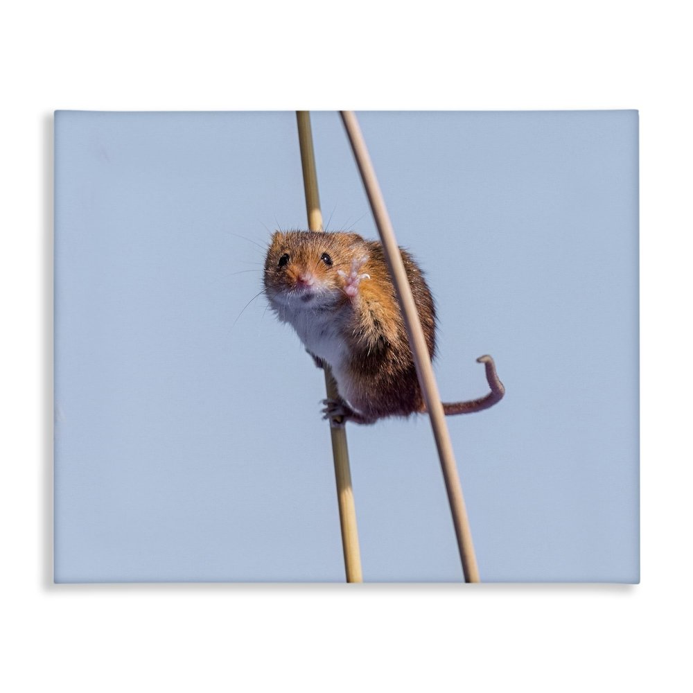 Funny Balancing Mouse Comic, 24 x 30 Inch Canvas Wall Art